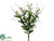 Wild Queen Anne's Lace Bush - White - Pack of 12