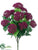 Queen Anne's Lace Bush - Boysenberry - Pack of 12
