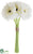 Gerbera Daisy Bouquet - White - Pack of 6