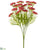 Queen Anne's Lace Bush - Beauty - Pack of 6