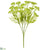 Queen Anne's Lace Bush - Green Light - Pack of 6
