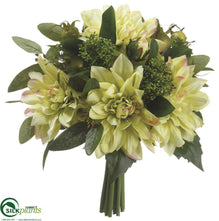 Dahlia, Sedum Bouquet - Green - Pack of 4