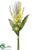Dendrobium Orchid, Protea Bundle - Yellow Green - Pack of 6