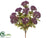 Queen Anne's Lace Bush - Eggplant - Pack of 12
