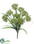 Queen Anne's Lace Bush - Green Light - Pack of 12
