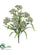 Queen Anne's Lace Bush - White - Pack of 12