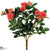 Rose Bush - Coral - Pack of 36