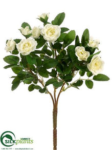 Mini Rose Bush - Cream - Pack of 36