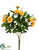 Mini Rose Bush - Yellow - Pack of 36