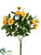 Mini Rose Bush - Yellow - Pack of 36