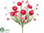 Ranunculus Bush - Beauty - Pack of 12
