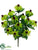 Rudbeckia Bush - Green - Pack of 12