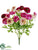 Ranunculus Bush - Cerise Beauty - Pack of 12