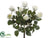 Rose Bush - White - Pack of 6