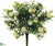 Rose Bud Bush - White - Pack of 12