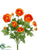 Ranunculus Bush - Orange Two Tone - Pack of 6