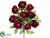 Ranunculus Bush - Burgundy Green - Pack of 12