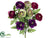 Ranunculus Bush - Purple Green - Pack of 12