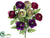 Ranunculus Bush - Purple Green - Pack of 12