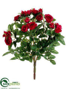 Rose Bush - Beauty - Pack of 24