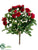 Rose Bush - Beauty - Pack of 24