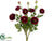 Ranunculus Bush - Burgundy Two Tone - Pack of 6
