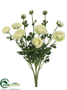 Ranunculus Bush - Cream - Pack of 6