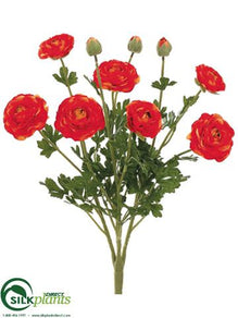 Ranunculus Bush - Flame - Pack of 6