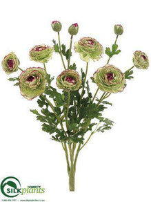 Ranunculus Bush - Green Purple - Pack of 6