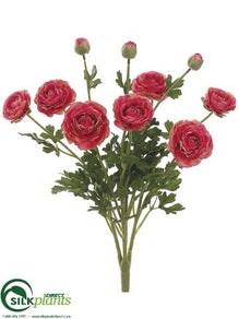 Ranunculus Bush - Rose - Pack of 6