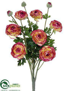 Ranunculus Bush - Yellow Beauty - Pack of 6
