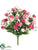 Rose Bush - Pink Beauty - Pack of 24