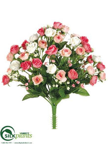 Rose Bush - Pink Cream - Pack of 24