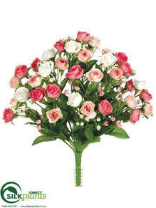 Rose Bush - Pink Cream - Pack of 24