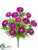 Ranunculus Bush - Orchid - Pack of 12
