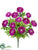 Ranunculus Bush - Orchid - Pack of 12