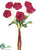 Ranunculus Bundle - Beauty - Pack of 12