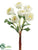Ranunculus Bundle - Cream - Pack of 12