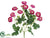 Mini Ranunculus Bush - Beauty - Pack of 12