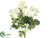 Mini Ranunculus Bush - Cream - Pack of 12