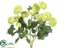 Mini Ranunculus Bush - Green - Pack of 12