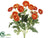 Mini Ranunculus Bush - Orange - Pack of 12