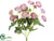 Mini Ranunculus Bush - Pink - Pack of 12