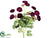 Mini Ranunculus Bush - Violet - Pack of 12