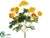 Mini Ranunculus Bush - Yellow - Pack of 12