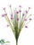 Mini Starflower Bush - Lavender - Pack of 36