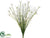 Mini Starflower Bush - White - Pack of 36