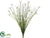 Mini Starflower Bush - White - Pack of 36