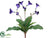 Streptocarpus Bush - Purple - Pack of 12