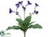 Silk Plants Direct Streptocarpus Bush - Purple - Pack of 12